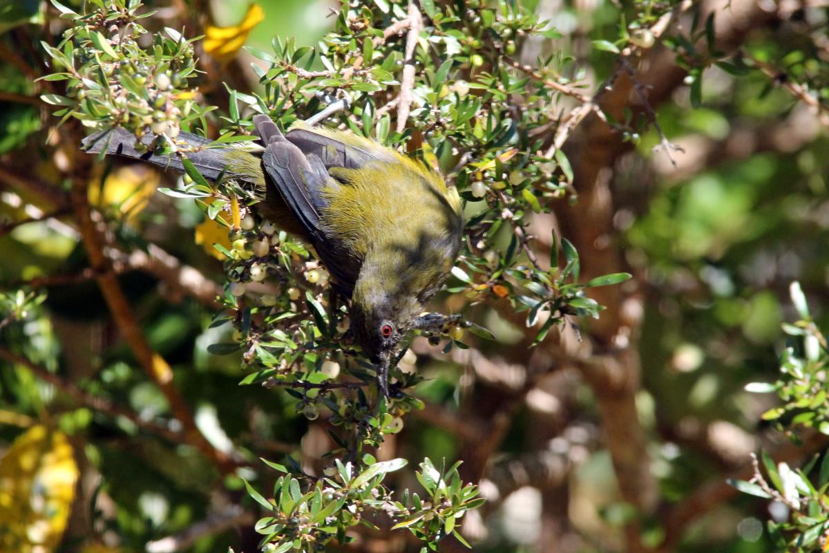 New Zealand Bellbird (Anthornis melanura)